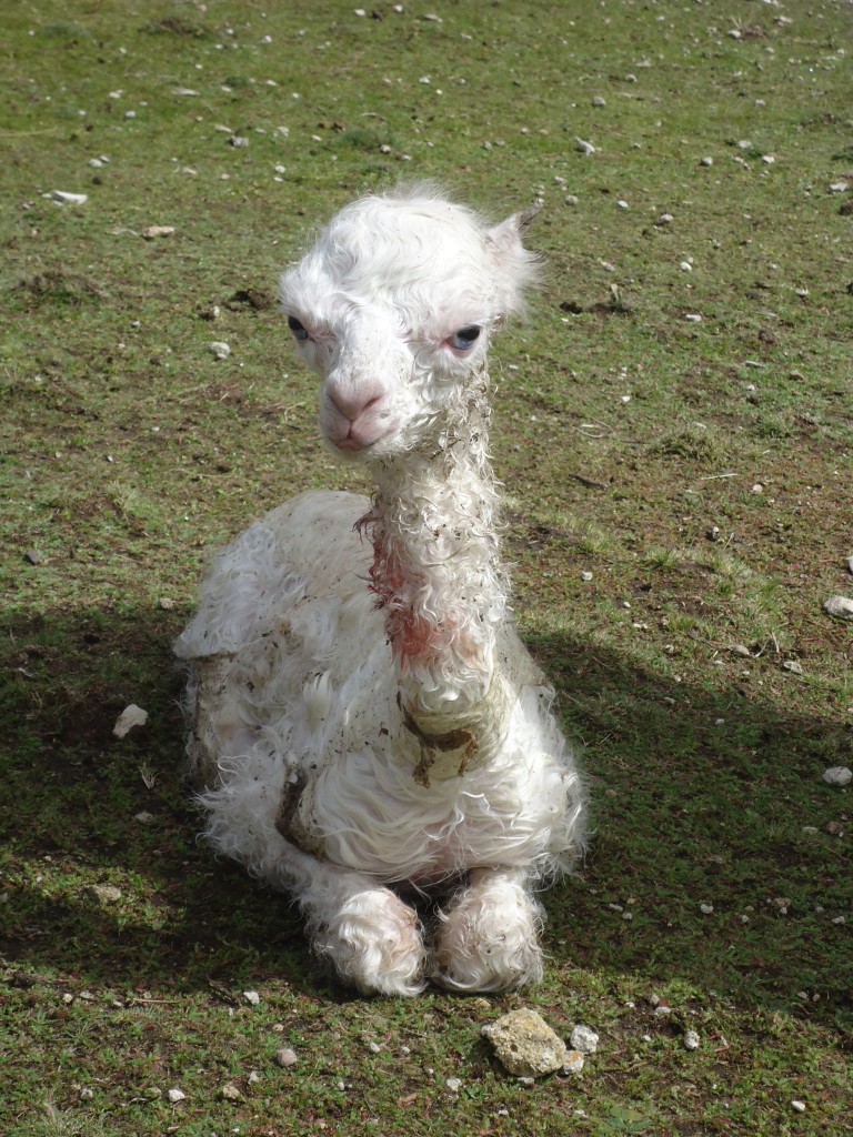 Foto: Anizo - Anizo, Perú