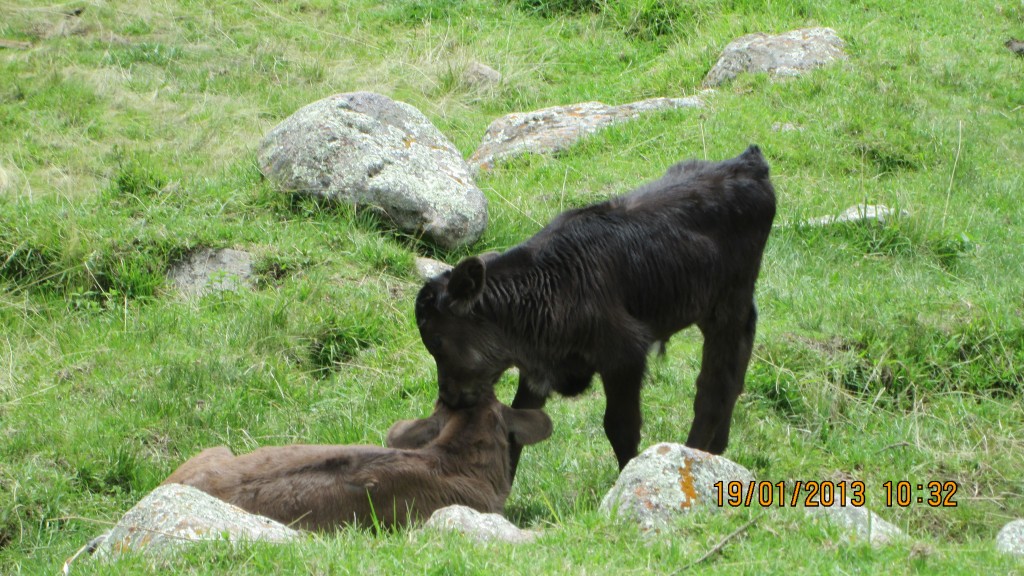 Foto: Anizo - Anizo, Perú