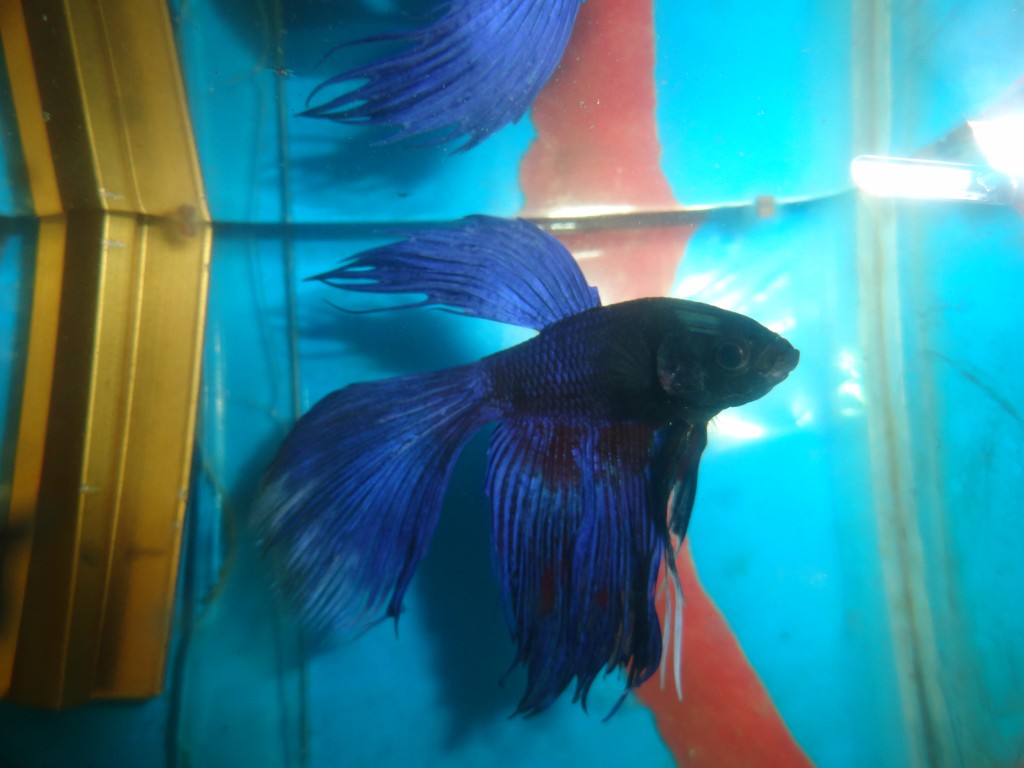 Foto: Pez de acuario - Puyo (Pastaza), Ecuador