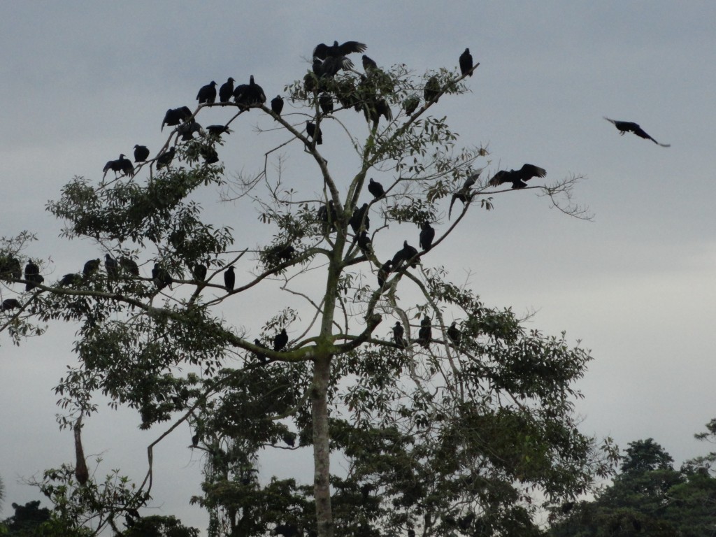 Foto: Gallinazos - Puyo (Pastaza), Ecuador