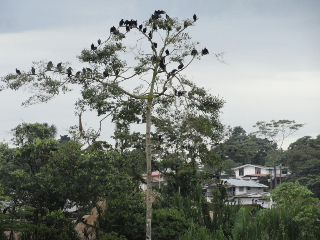 Foto: Gallinazos - Puyo (Pastaza), Ecuador