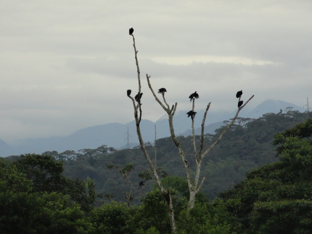 Foto: Gallinazos - Puyo (Pastaza), Ecuador
