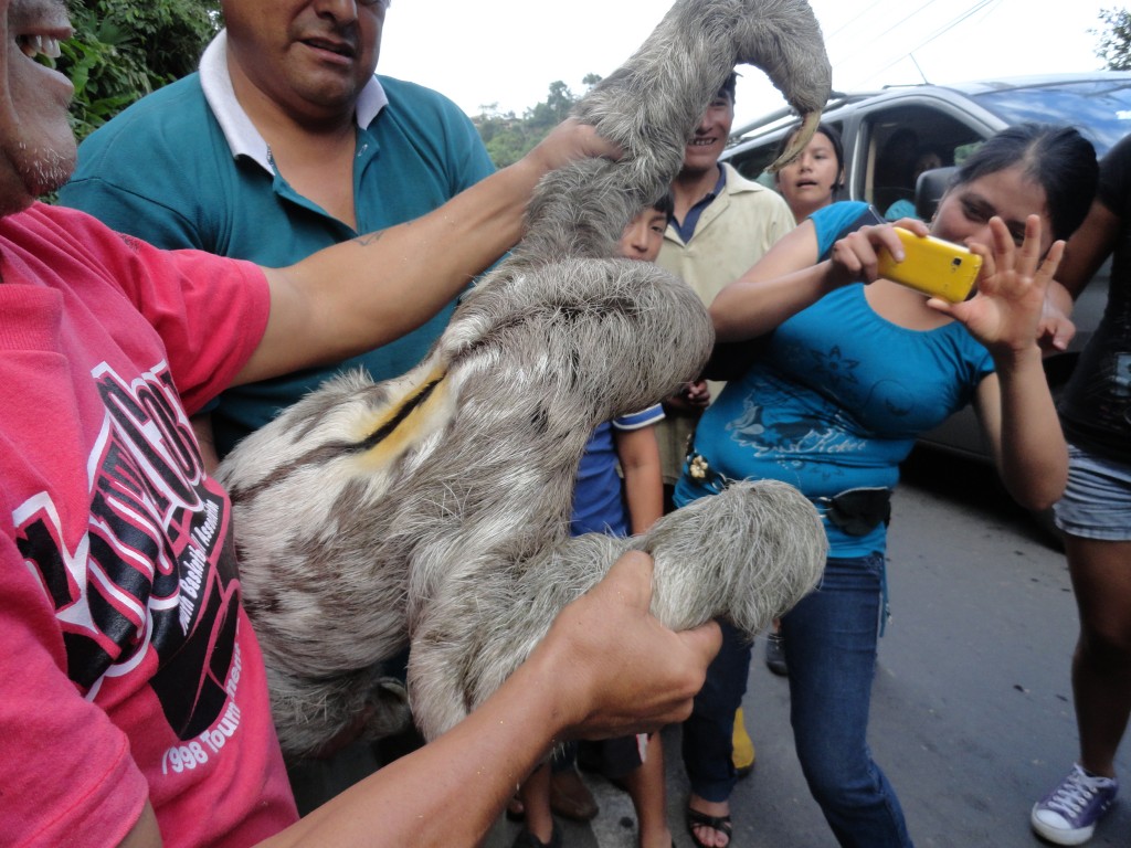 Foto: Oso perezoso - Shell (Pastaza), Ecuador