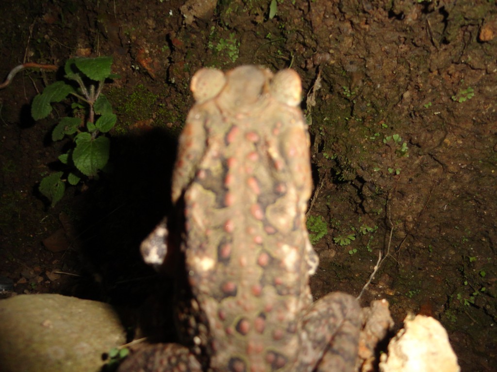 Foto: Sapo - Shell (Pastaza), Ecuador
