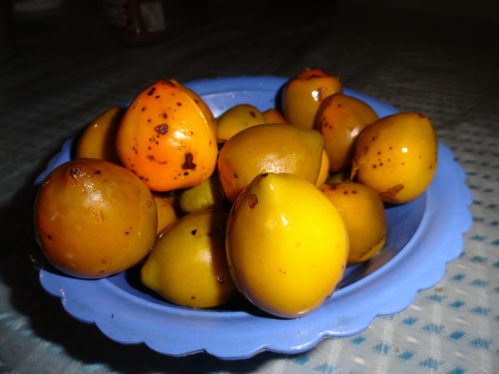 Foto: Chonta duro  cocido - Shell (Pastaza), Ecuador