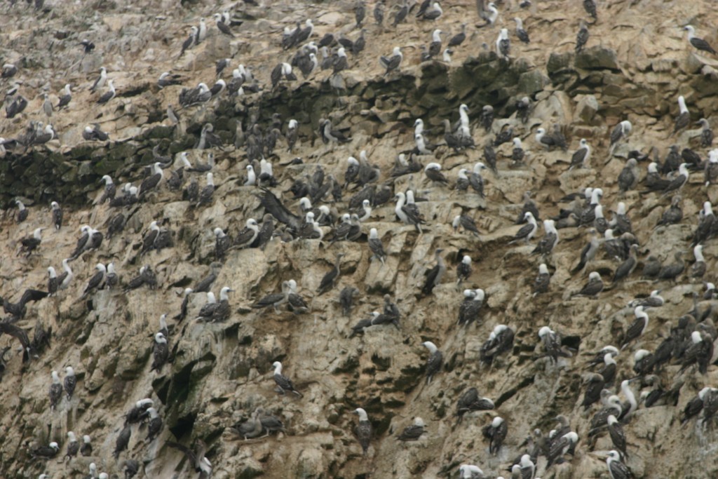 Foto de Islas Paracas (Ica), Perú