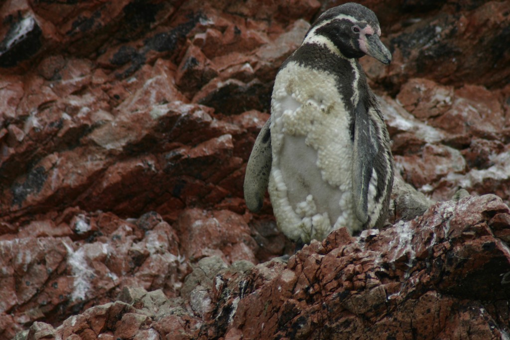 Foto de Islas Paracas (Ica), Perú