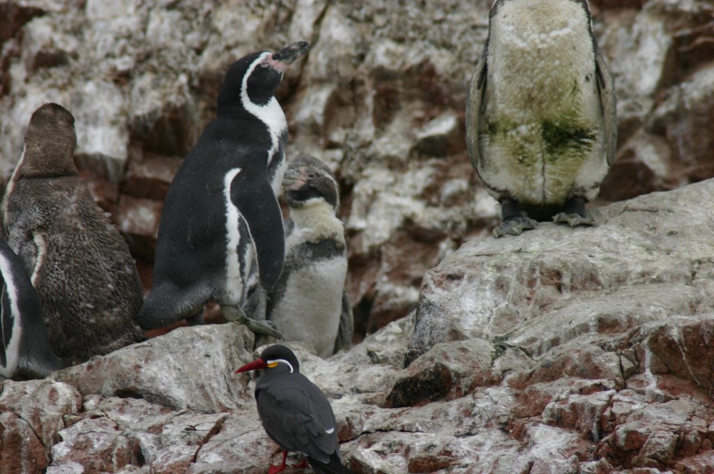 Foto de Islas Paracas (Ica), Perú
