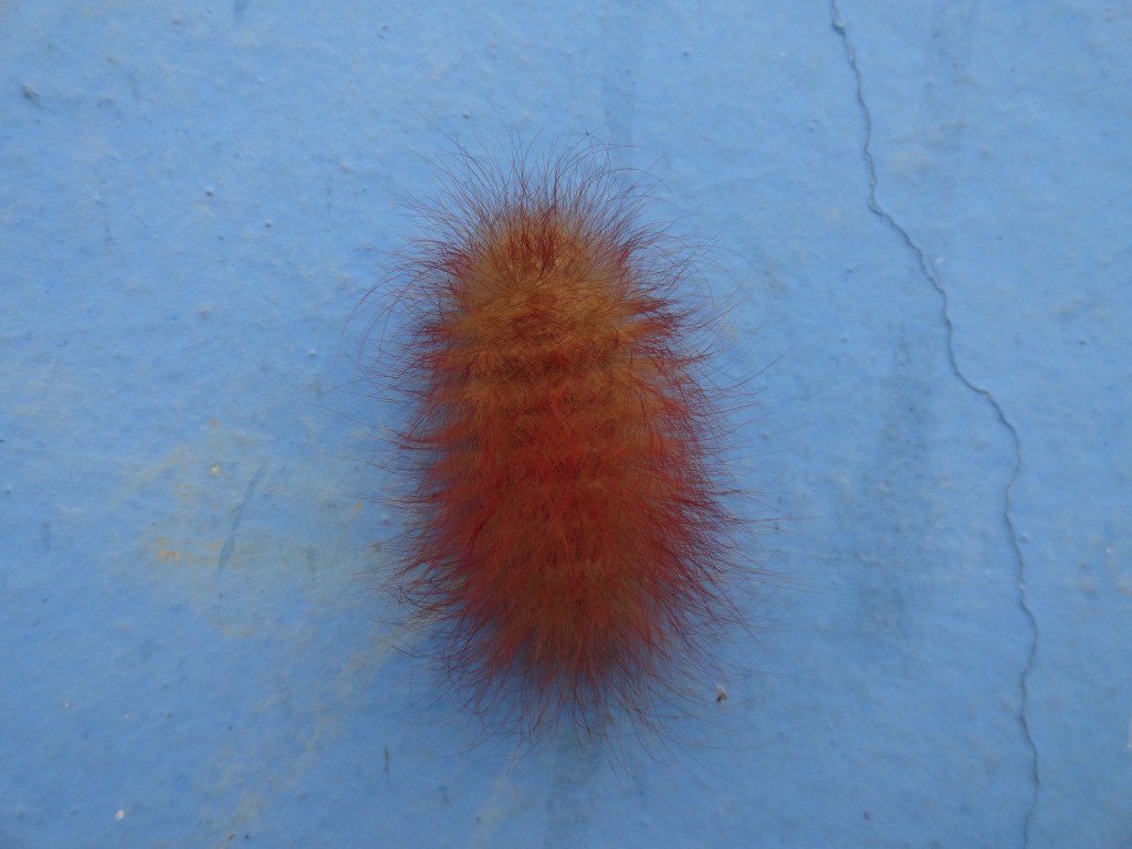 Foto: Pachon - Shell (Pastaza), Ecuador