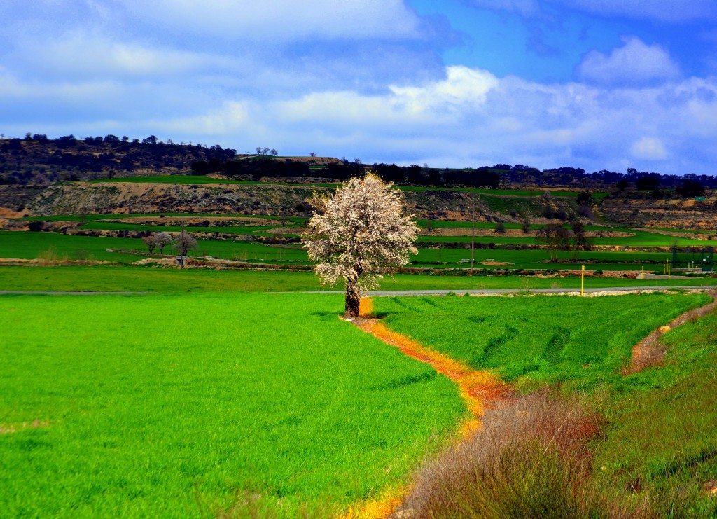 Foto: Primavera en Guissona - Guissona (Lleida), España