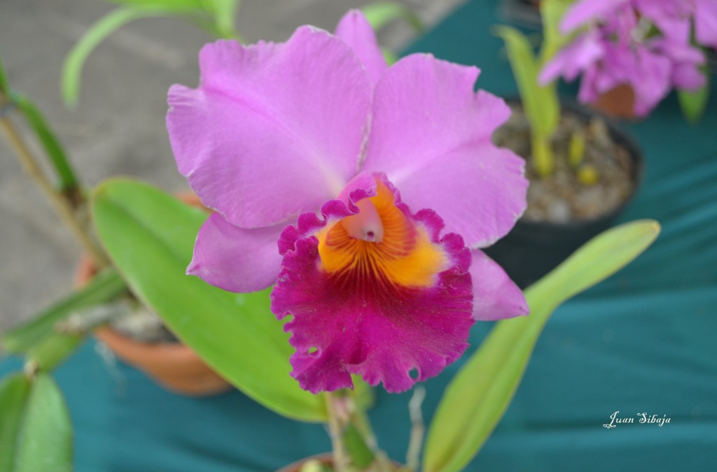 Foto: EXPOSICION DE ORQUIDEAS - San José, Costa Rica