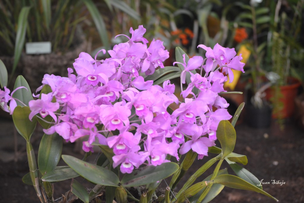 Foto: EXPOSICION DE ORQUIDEAS - San José, Costa Rica