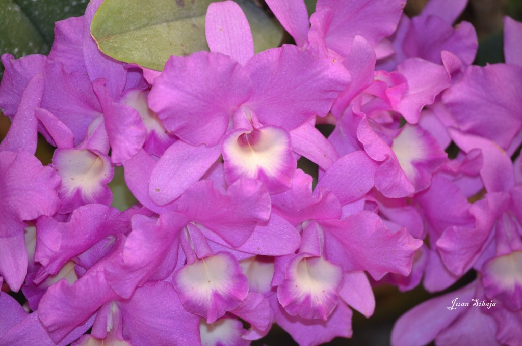 Foto: EXPOSICION DE ORQUIDEAS - San José, Costa Rica