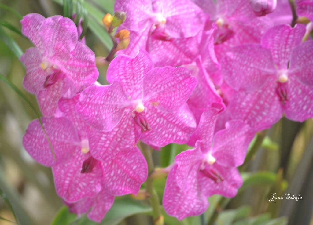 Foto: EXPOSICION DE ORQUIDEAS - San José, Costa Rica