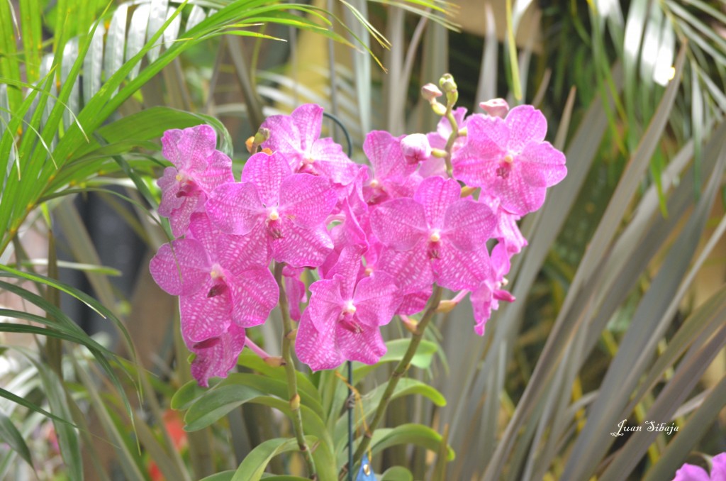 Foto: EXPOSICION DE ORQUIDEAS - San José, Costa Rica