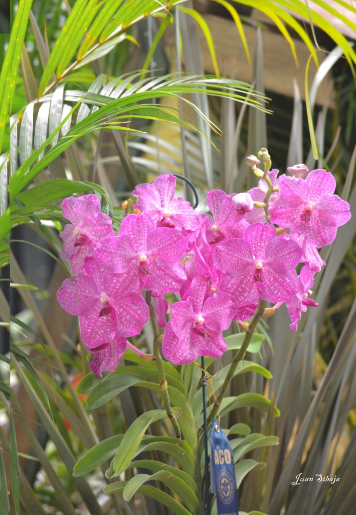 Foto: EXPOSICION DE ORQUIDEAS - San José, Costa Rica