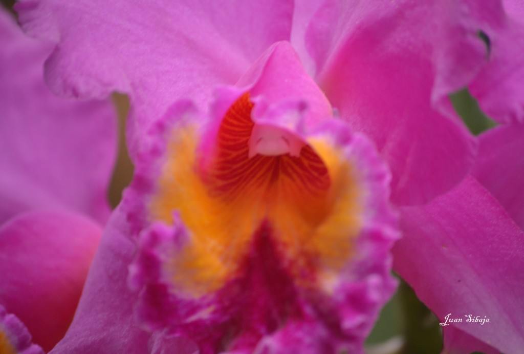 Foto: EXPOSICION DE ORQUIDEAS - San José, Costa Rica