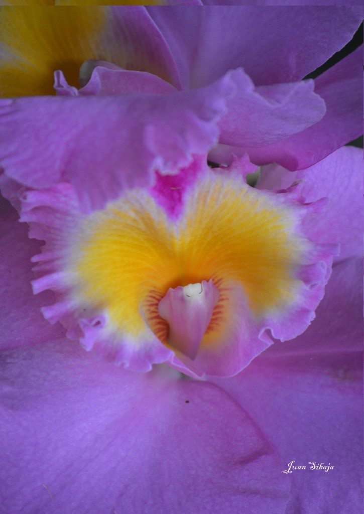 Foto: EXPOSICION DE ORQUIDEAS - San José, Costa Rica