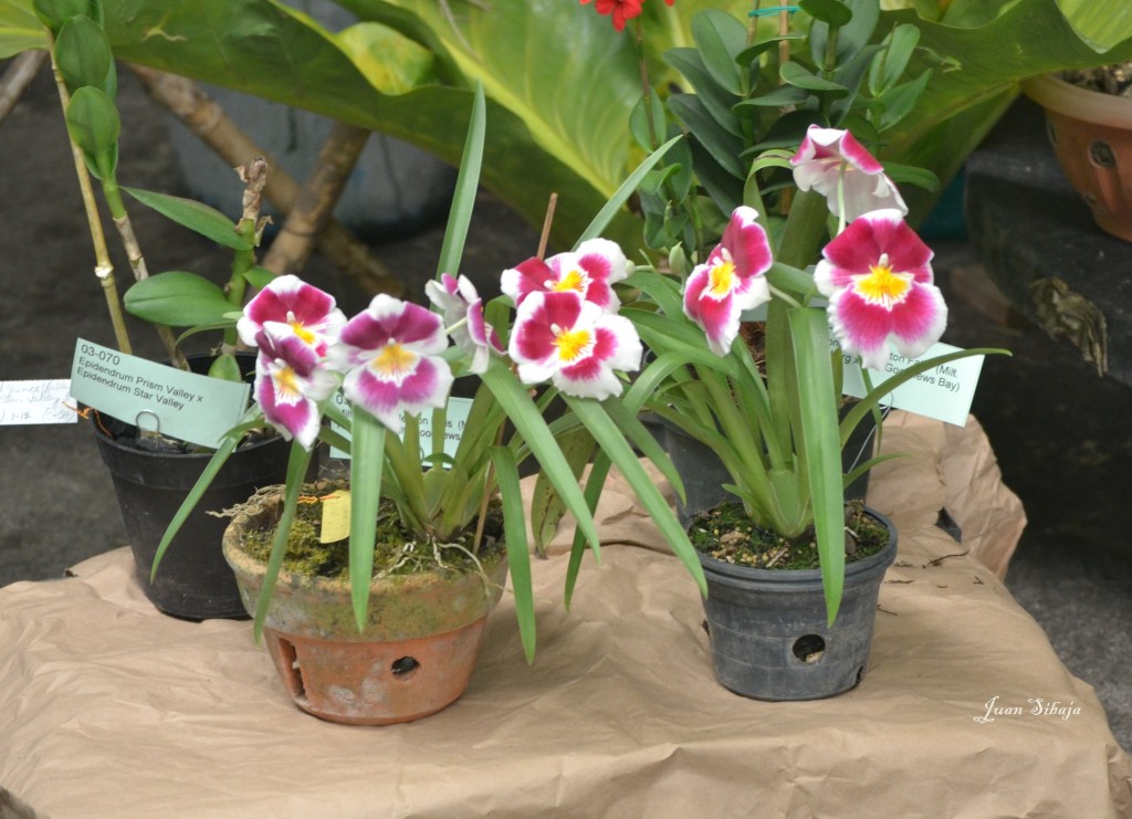 Foto: Exposición de Orquideas, - San José, Costa Rica