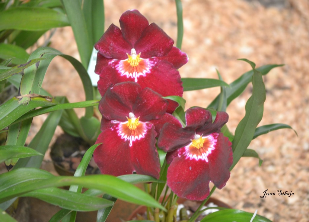 Foto: Exposición de Orquideas, - San José, Costa Rica