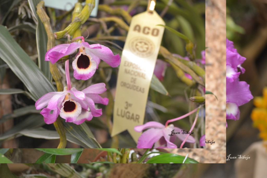 Foto: Exposición de Orquideas, - San José, Costa Rica