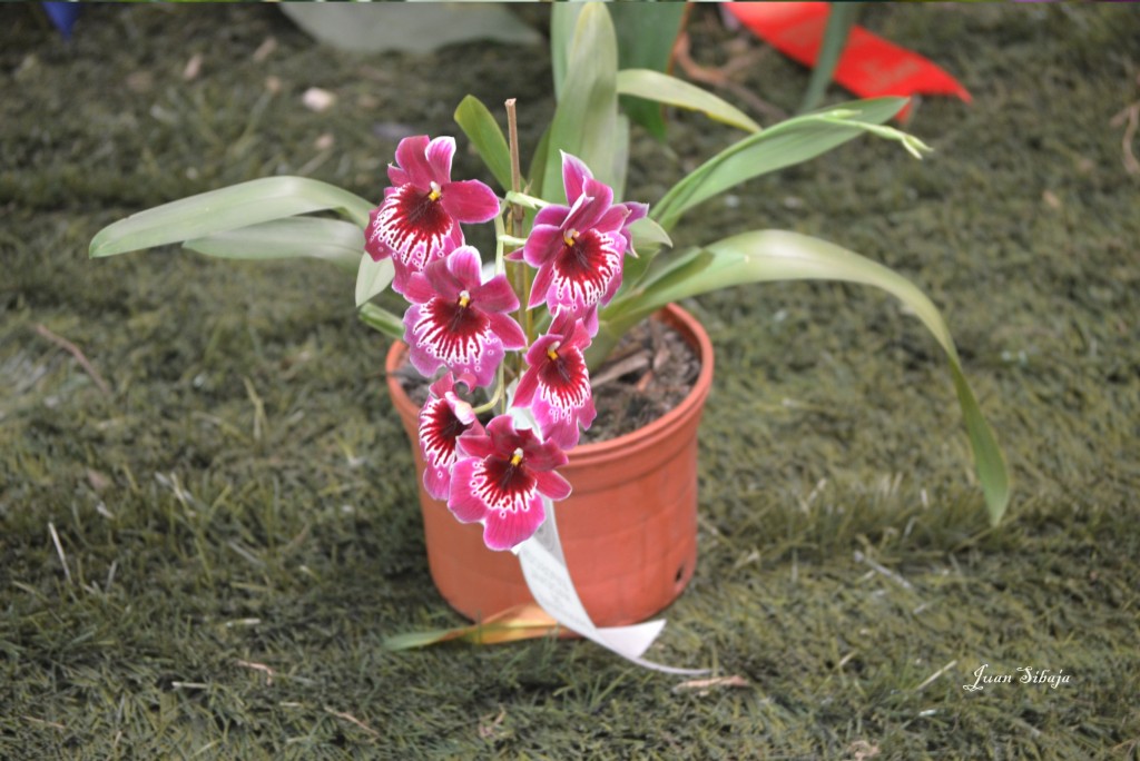 Foto: Exposición de Orquideas, - San José, Costa Rica