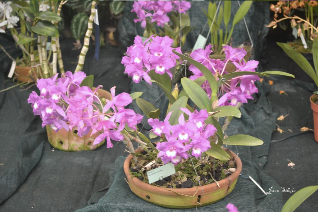 Foto: Exposición de Orquideas, - San José, Costa Rica