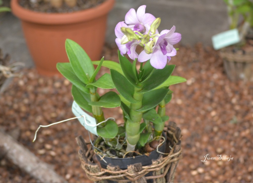 Foto de San José, Costa Rica