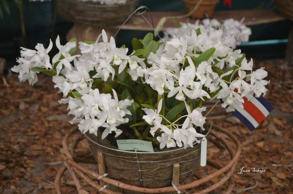 Foto: Exposición de Orquideas, - San José, Costa Rica