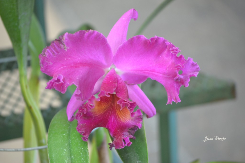 Foto: Exposición de Orquideas, - San José, Costa Rica