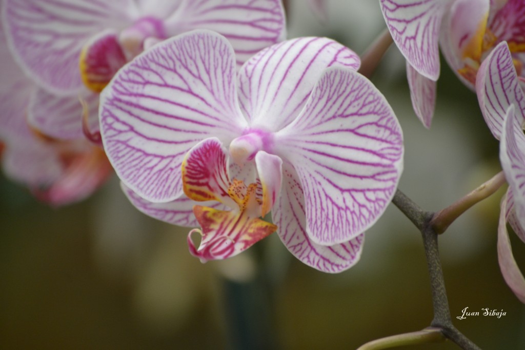 Foto: 42 Exposición de Orquideas - San José, Costa Rica