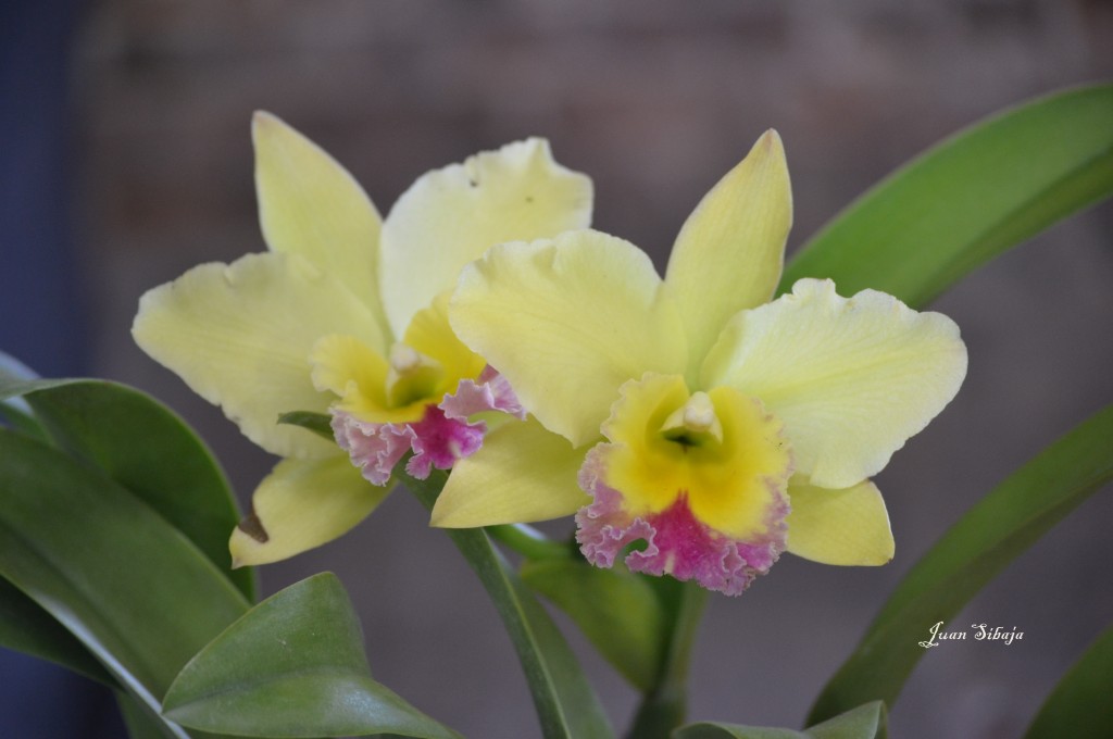 Foto: 42 Exposición de Orquideas - San José, Costa Rica