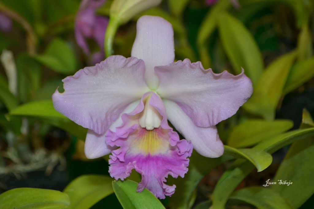 Foto: 42 Exposición de Orquideas - San José, Costa Rica