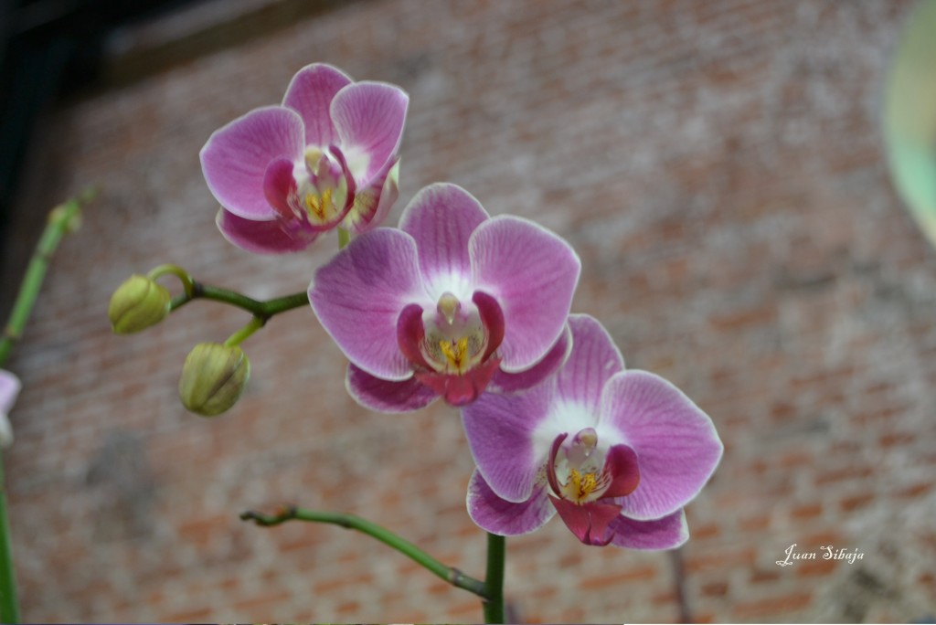 Foto: 42 Exposición de Orquideas - San José, Costa Rica