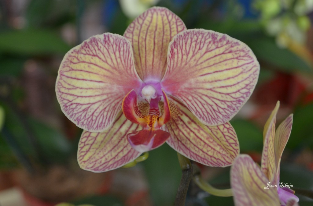 Foto: 42 Exposición de Orquideas - San José, Costa Rica