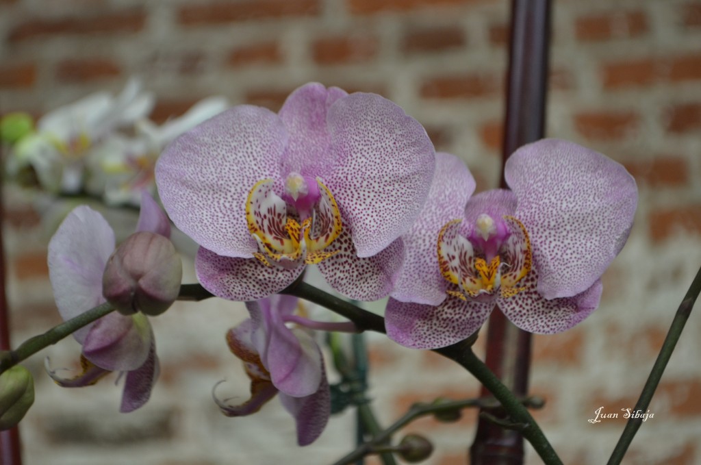 Foto: 42 Exposición de Orquideas - San José, Costa Rica