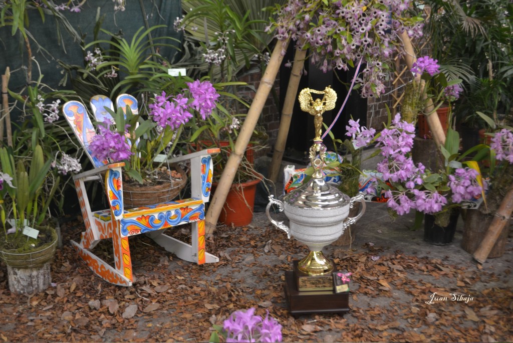 Foto: 42 Exposición de Orquideas - San José, Costa Rica