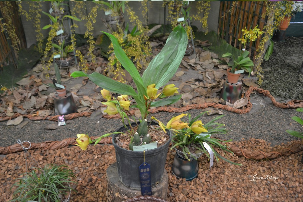 Foto: 42 Exposición de Orquideas - San José, Costa Rica