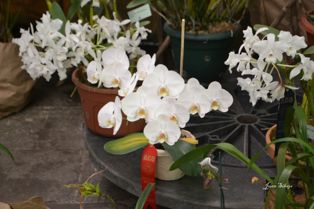 Foto: 42 Exposición de Orquideas - San José, Costa Rica