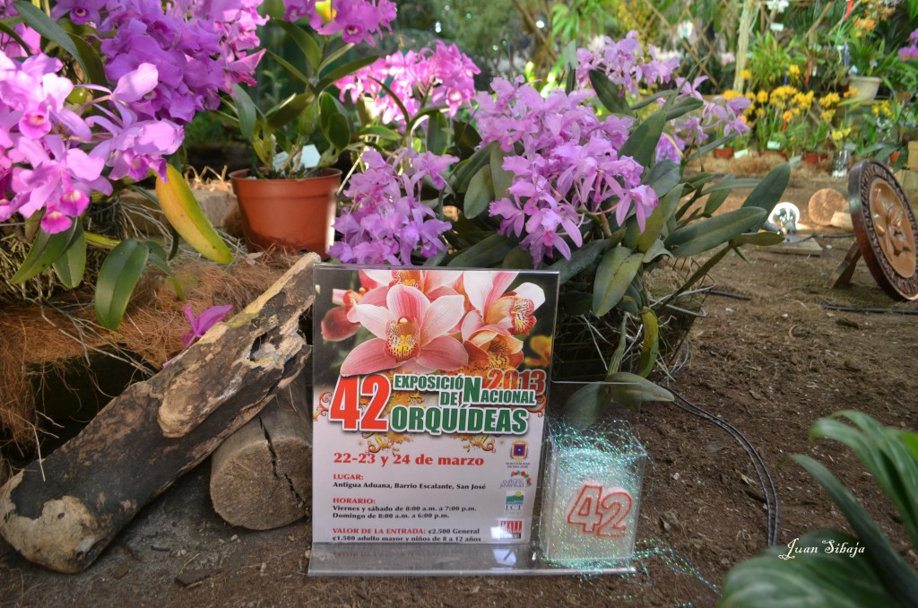 Foto: 42 Exposición de Orquideas - San José, Costa Rica