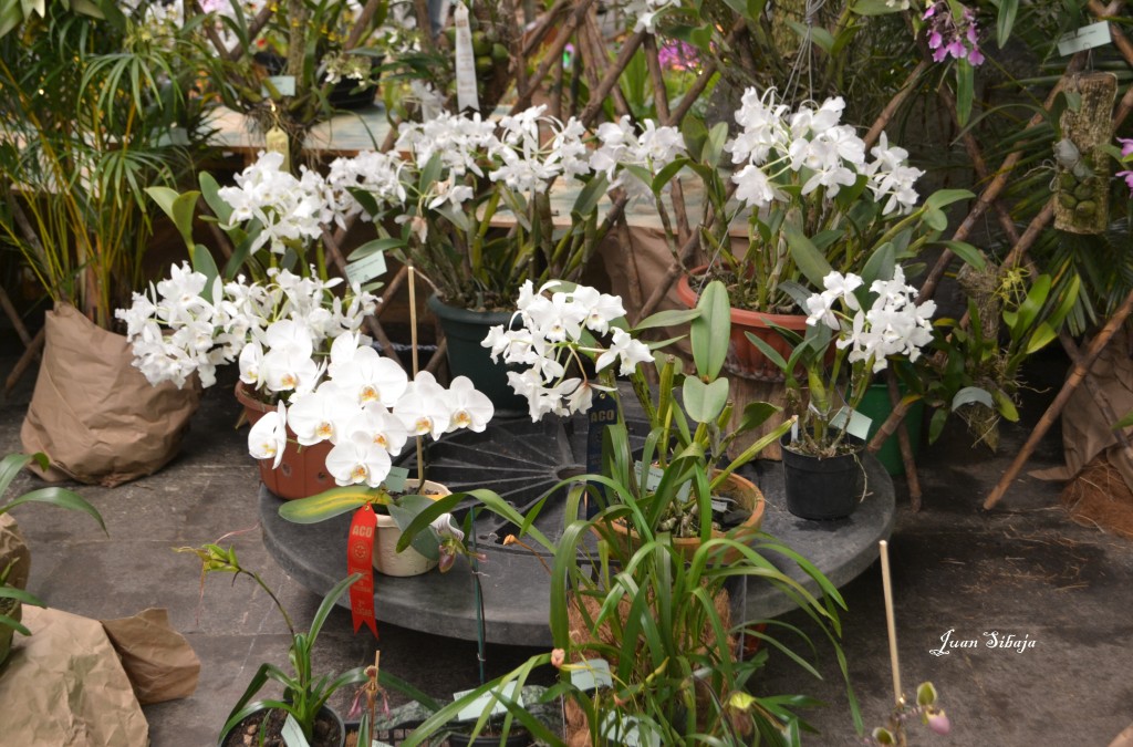Foto: Exposición de Orquideas - San José, Costa Rica