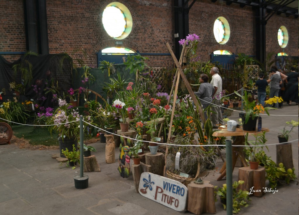 Foto: Exposición de Orquideas - San José, Costa Rica
