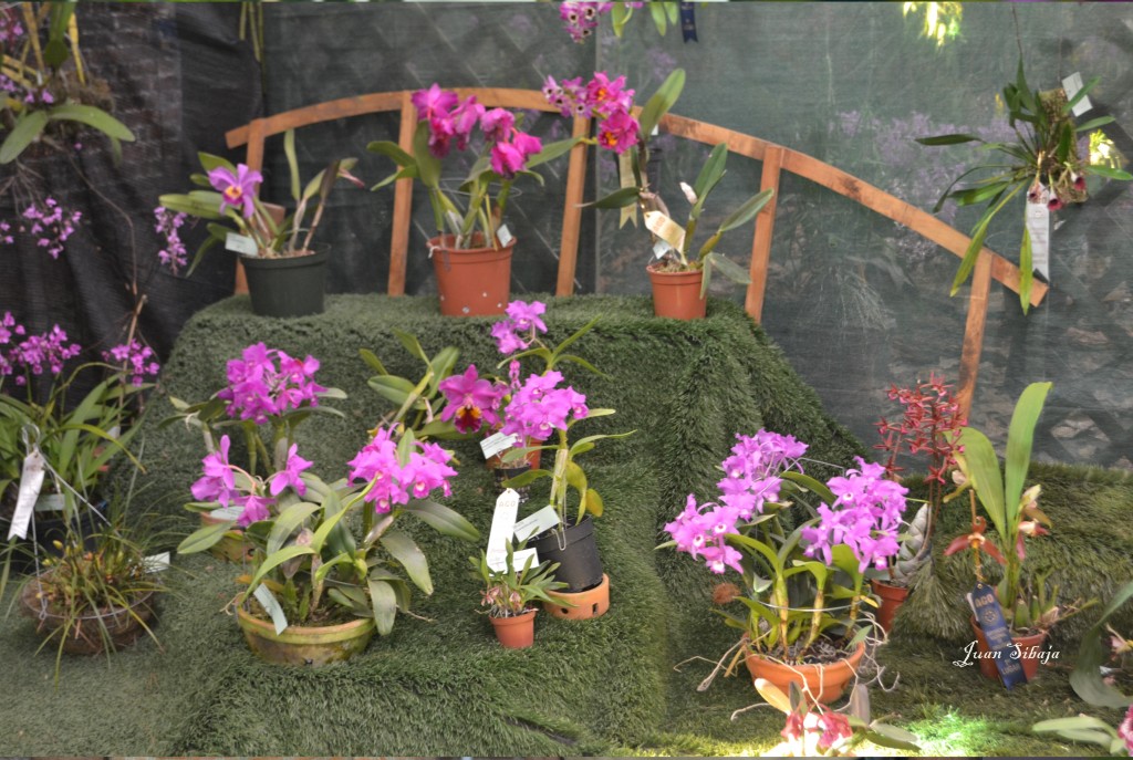 Foto: Exposición de Orquideas - San José, Costa Rica