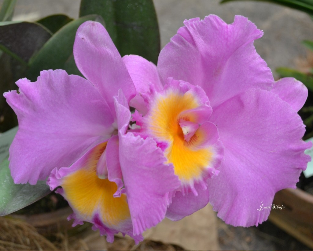 Foto: Exposición de Orquideas - San José, Costa Rica