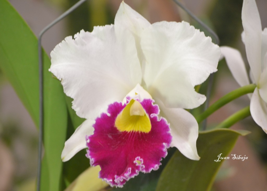 Foto: Exposición de Orquideas - San José, Costa Rica