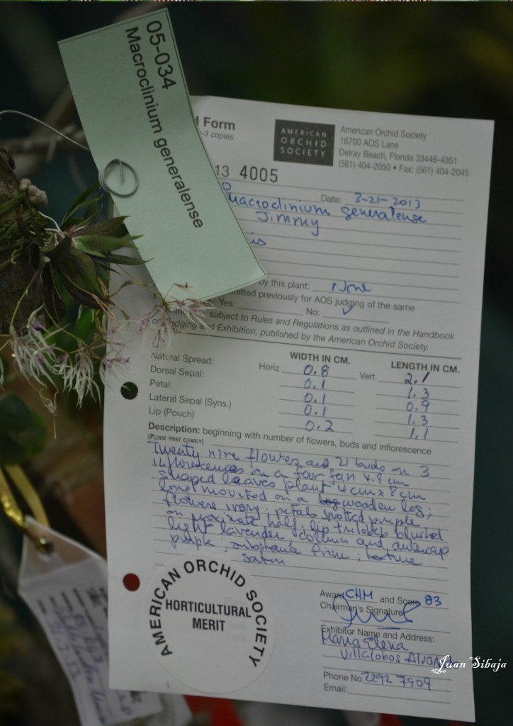 Foto: Exposición de Orquideas - San Jose (San José), Costa Rica