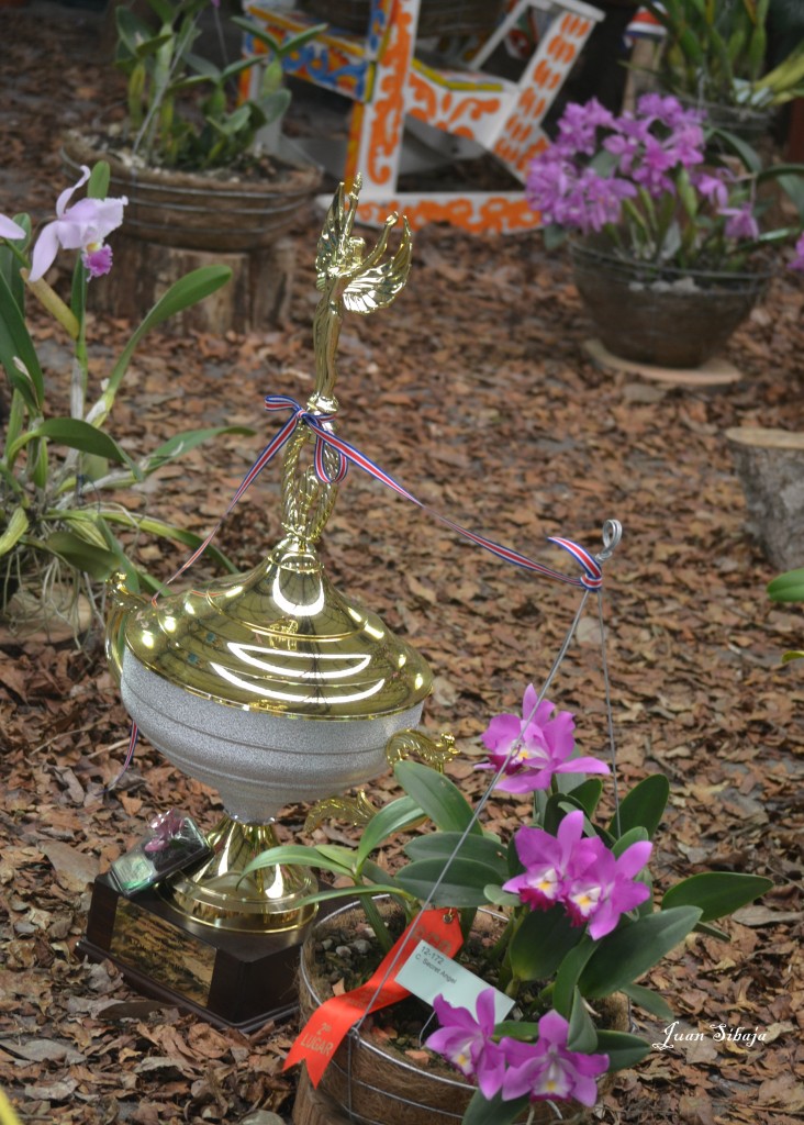 Foto: Exposición de Orquideas - San Jose (San José), Costa Rica