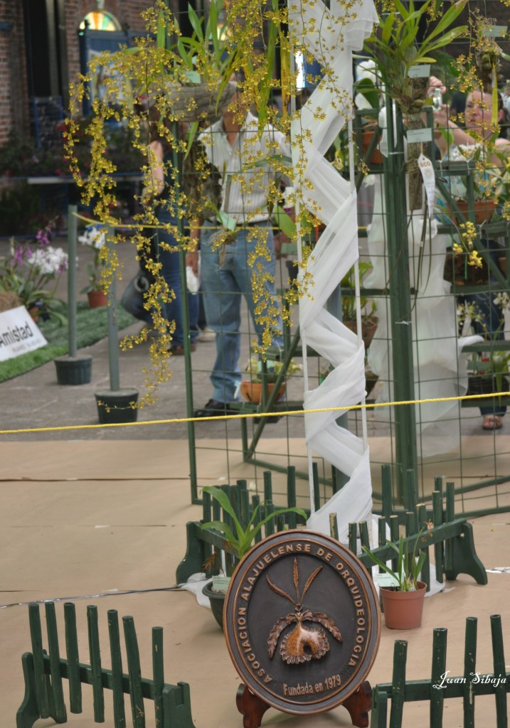 Foto: Exposición de Orquideas - San Jose (San José), Costa Rica