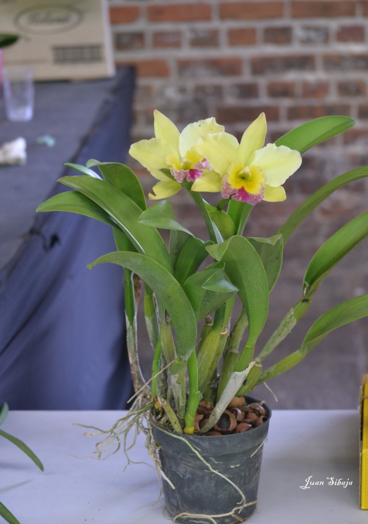Foto: Exposición de Orquideas - San Jose (San José), Costa Rica