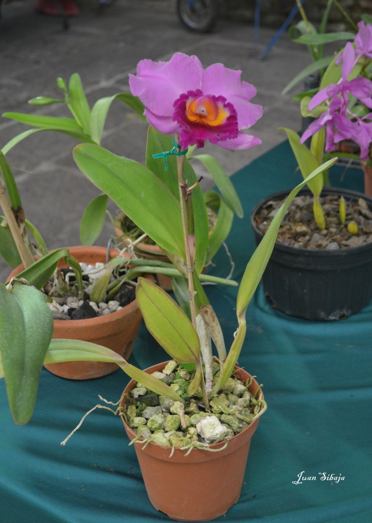 Foto: Exposición de Orquideas - San Jose (San José), Costa Rica